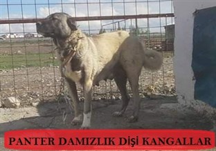 damızlık dişi kangal