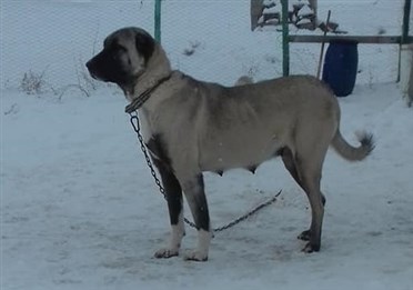 damızlık dişi köpek