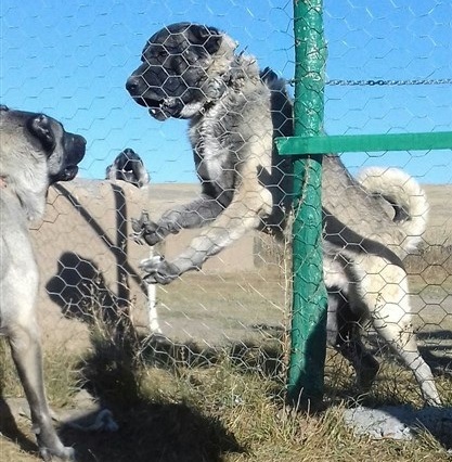 damızlık erkek kangal köpek