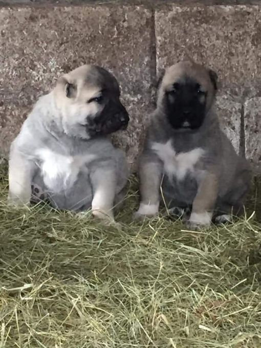 Damızlık Erkek Kangal Seçimi damızlık erkek kangal seçimi
