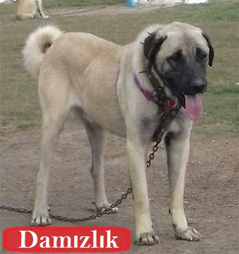 damızlık kangal köpeği