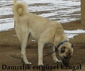 damızlık kangal