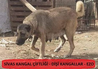 dişi çoban köpekleri