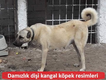 dişi damızlık kangal