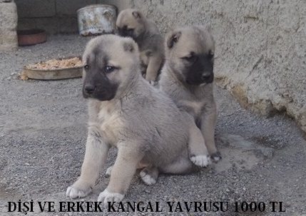 UCUZ KANGAL YAVRUSU SATILIK SİVAS