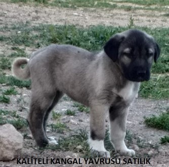 satılık kangal 