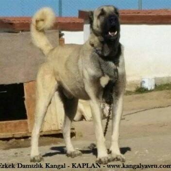 erkek kangal fiyatları