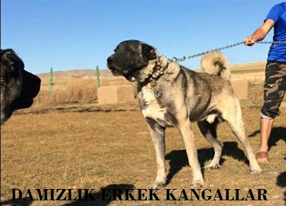 karabaş erkek kangal köpek