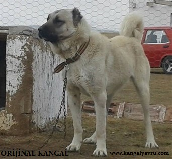 erkek kangal