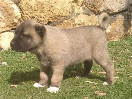 Kangal yavrusu foto