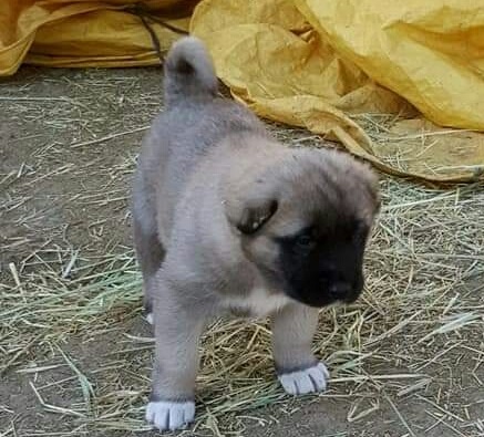 Orijinal kangal köpeği satılık orijinal kangal yavrusu