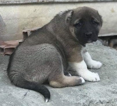 sahibinden satılık kangal yavrusu iki aylık 