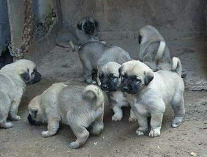 Altın kangal yavrusu satışları 2020 Altın kangal satışları 2020