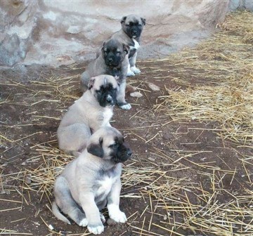 kangal köpeği tuvalet eğitimi