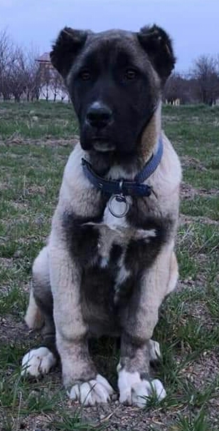Kangal Yavrusu Sivas kangal yavrusu sivas