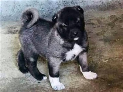 Kangal yavrusu dog Kangal al 2020