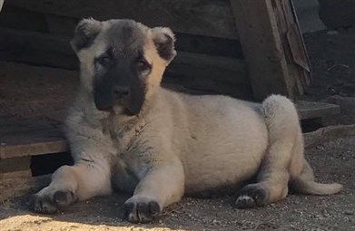 ucuz yavru kangal fiyatları