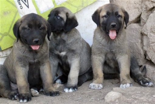 satılık yavru kangal 2020 kangal al