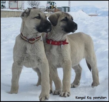 satılık kangal köpeği yavrusu