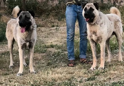 çiftlimizdeki erkek ve dişi kangal köpeklerimiz onlar hakkında ırkı özellikleri, vucut yapıları ve isimleri.