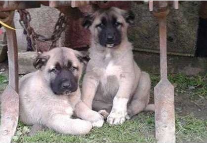 Kangal köpek dünyası 