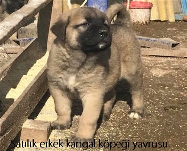 öz sivas kangal köpeği