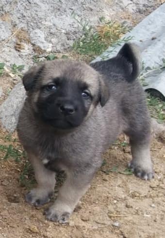 satılık kangal köpek