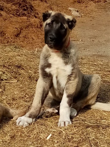 Kangal yavru 3 aylık satılık