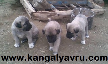 kangal al yavrusu