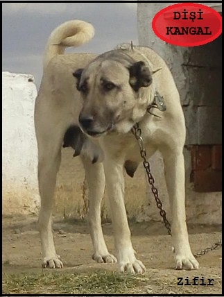 satılık dili kangal köpek