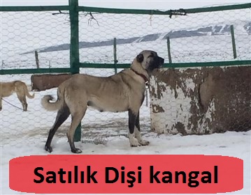 satılık dişi kangal fiyatları