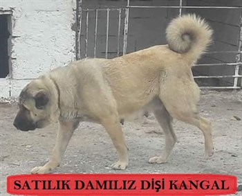 satılık dişi kangal