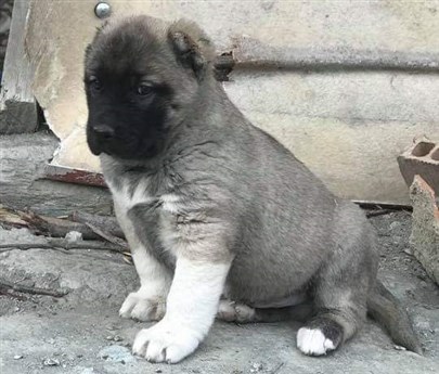 satılık erkek kangal