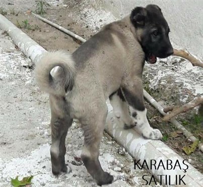 satılık karabaş kangal