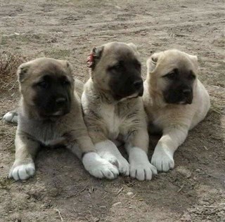 satılık koyun köpeği yavrusu