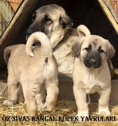 satılık saf kangal