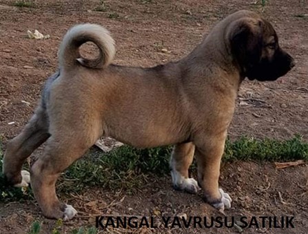 KANGAL YAVRUSU SATILIK