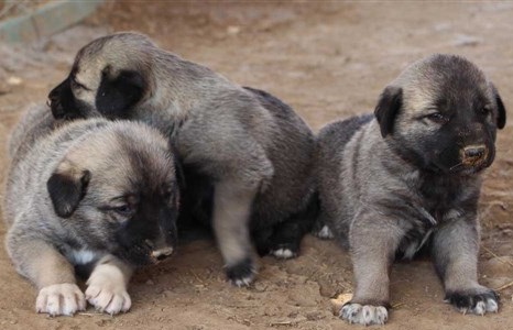 satılık sahibinden kangal köpek yavrusu 