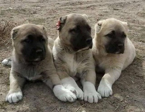 kangal yavruları satışları