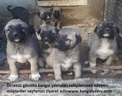 kangal ilanları