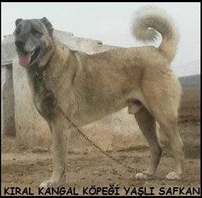 SAFKAN ERKEK KANGAL