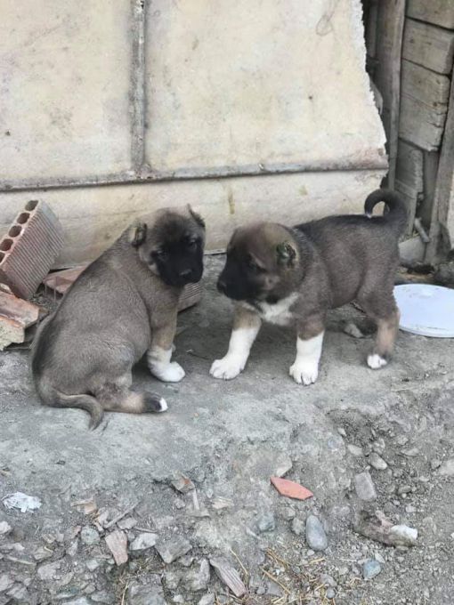 Yavru Kangal Köpeği Eğitimi yavru kangal köpeği eğitimi