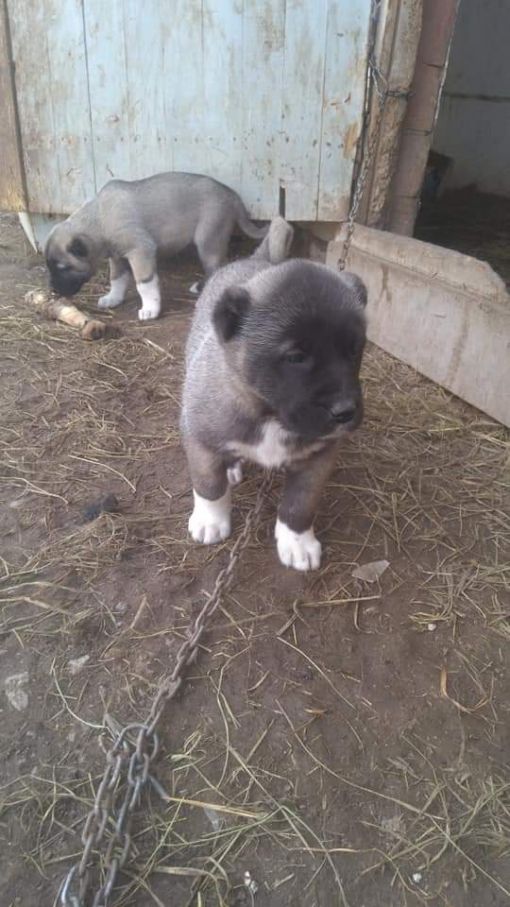 Yavru Köpek Eğitimi yavru köpek eğitimi