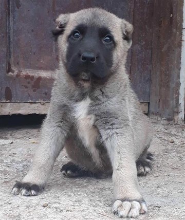 Sivas ulaş tigem kangal çiftliği