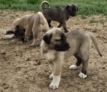 köpek yavruları ücretsiz