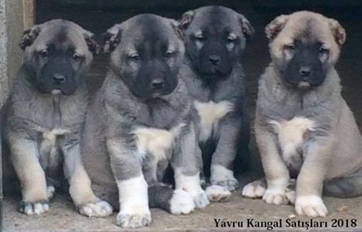 Sivas kangal köpeği yavrusu satışı 