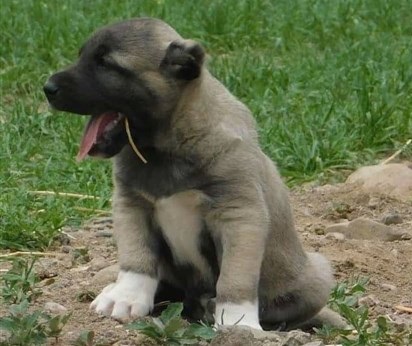 yavru kangal köpek