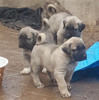 kurtçu kangal köpekleri satılık