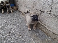 zorro kangal köpeği