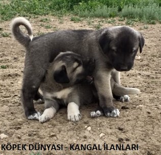 Sivas Orijinal Kangal Kopek Yavrusu Uretim Ciftligi